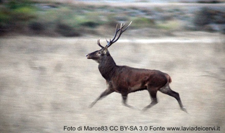 Un cervo nell'areale di Montevecchio - Foto di Marce83 CC BY-SA 3.0